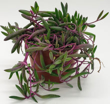 Load image into Gallery viewer, 4" Othonna capensis 'Ruby Necklace'