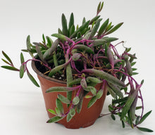 Load image into Gallery viewer, 4" Othonna capensis 'Ruby Necklace'