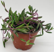 Load image into Gallery viewer, 4" Othonna capensis 'Ruby Necklace'