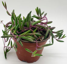 Load image into Gallery viewer, 4" Othonna capensis 'Ruby Necklace'