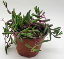 Load image into Gallery viewer, 4" Othonna capensis 'Ruby Necklace'