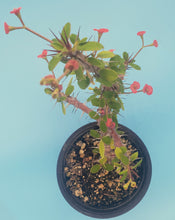 Load image into Gallery viewer, 4" 'Desert Rose' Cactus (Crown-of-Thorns)