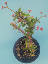 Load image into Gallery viewer, 4" 'Desert Rose' Cactus (Crown-of-Thorns)