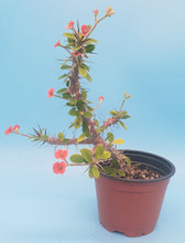 Load image into Gallery viewer, 4" 'Desert Rose' Cactus (Crown-of-Thorns)