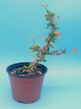 Load image into Gallery viewer, 4" 'Desert Rose' Cactus (Crown-of-Thorns)