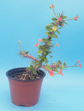 Load image into Gallery viewer, 4" 'Desert Rose' Cactus (Crown-of-Thorns)