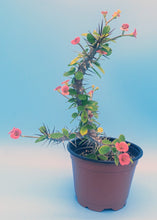 Load image into Gallery viewer, 4" 'Desert Rose' Cactus (Crown-of-Thorns)