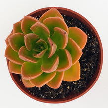 Load image into Gallery viewer, 4" Echeveria 'malaco'