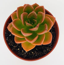 Load image into Gallery viewer, 4" Echeveria 'malaco'