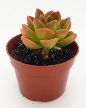 Load image into Gallery viewer, 4" Echeveria 'malaco'