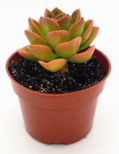 Load image into Gallery viewer, 4" Echeveria 'malaco'