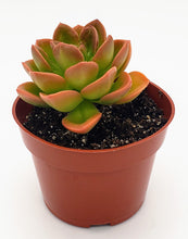 Load image into Gallery viewer, 4" Echeveria 'malaco'