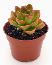 Load image into Gallery viewer, 4" Echeveria 'malaco'