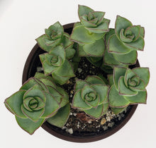 Load image into Gallery viewer, 4" Crassula perforata 'String-of-Buttons'