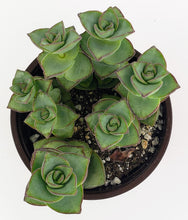 Load image into Gallery viewer, 4" Crassula perforata 'String-of-Buttons'
