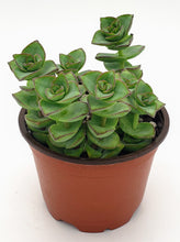 Load image into Gallery viewer, 4" Crassula perforata 'String-of-Buttons'