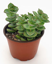 Load image into Gallery viewer, 4" Crassula perforata 'String-of-Buttons'