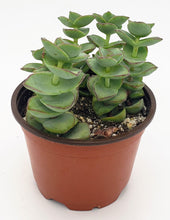 Load image into Gallery viewer, 4" Crassula perforata 'String-of-Buttons'