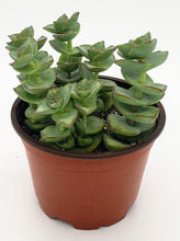 Load image into Gallery viewer, 4" Crassula perforata 'String-of-Buttons'