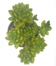 Load image into Gallery viewer, 4" 'Alice Evans' sedum