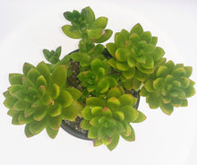 Load image into Gallery viewer, 4" 'Alice Evans' sedum