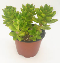 Load image into Gallery viewer, 4" 'Alice Evans' sedum