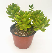 Load image into Gallery viewer, 4" 'Alice Evans' sedum