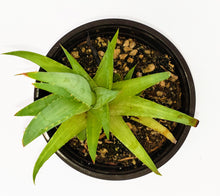 Load image into Gallery viewer, 4" 'Lime' Aloe