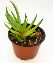 Load image into Gallery viewer, 4" 'Lime' Aloe