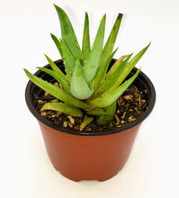 Load image into Gallery viewer, 4" 'Lime' Aloe
