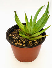 Load image into Gallery viewer, 4" 'Lime' Aloe