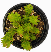 Load image into Gallery viewer, 4" Sedum reflexum 'Angelina'