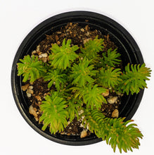 Load image into Gallery viewer, 4" Sedum reflexum 'Angelina'