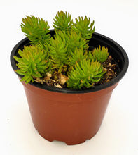 Load image into Gallery viewer, 4" Sedum reflexum 'Angelina'