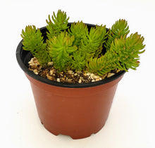 Load image into Gallery viewer, 4" Sedum reflexum 'Angelina'