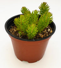 Load image into Gallery viewer, 4" Sedum reflexum 'Angelina'