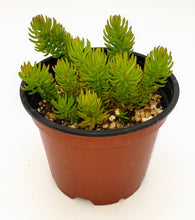 Load image into Gallery viewer, 4" Sedum reflexum 'Angelina'