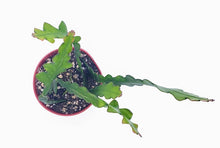 Load image into Gallery viewer, 4" Epiphyllum anguliger 'FISHBONE / ZIG-ZAG / RIC RAC' cactus