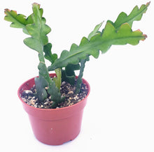 Load image into Gallery viewer, 4" Epiphyllum anguliger 'FISHBONE / ZIG-ZAG / RIC RAC' cactus