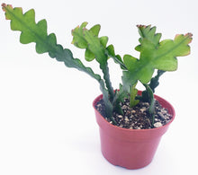 Load image into Gallery viewer, 4" Epiphyllum anguliger 'FISHBONE / ZIG-ZAG / RIC RAC' cactus