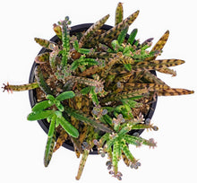 Load image into Gallery viewer, 4" Kalanchoe delagoensis (Chandelier Plant) 'Mother-of-Millions'
