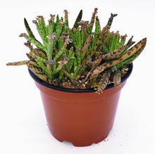 Load image into Gallery viewer, 4" Kalanchoe delagoensis (Chandelier Plant) 'Mother-of-Millions'