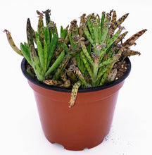 Load image into Gallery viewer, 4" Kalanchoe delagoensis (Chandelier Plant) 'Mother-of-Millions'