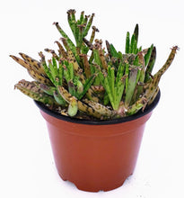Load image into Gallery viewer, 4" Kalanchoe delagoensis (Chandelier Plant) 'Mother-of-Millions'