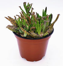 Load image into Gallery viewer, 4" Kalanchoe delagoensis (Chandelier Plant) 'Mother-of-Millions'