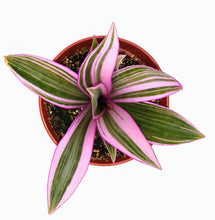 Load image into Gallery viewer, 4" Tradescantia Nanouk plant.