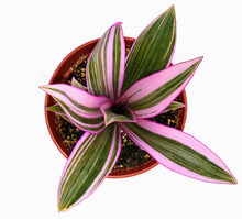 Load image into Gallery viewer, 4" Tradescantia Nanouk plant.