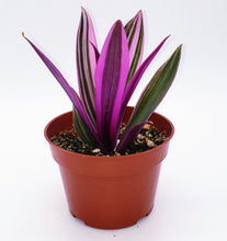 Load image into Gallery viewer, 4" Tradescantia Nanouk plant.