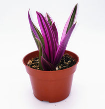 Load image into Gallery viewer, 4" Tradescantia Nanouk plant.