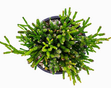 Load image into Gallery viewer, 4" Hatiora salicornioides 'Dancing Bones' Cactus